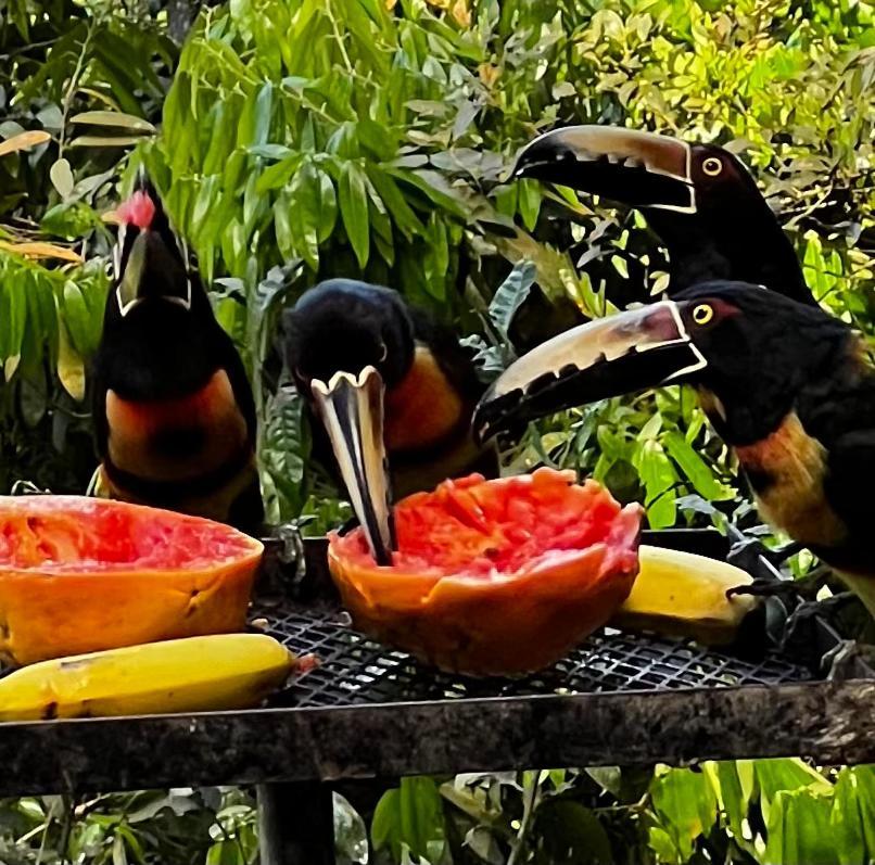 El Valle De Anton La Chachalaca Dış mekan fotoğraf