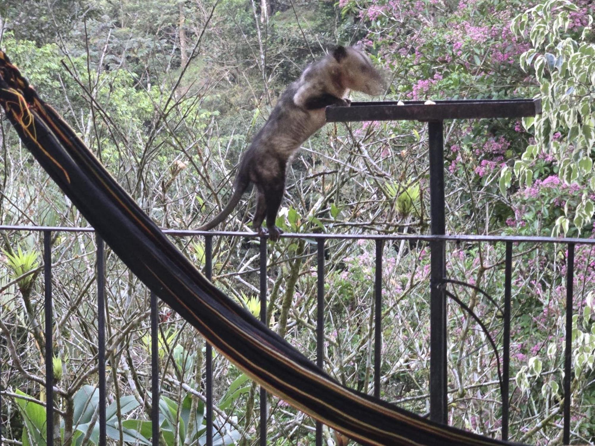 El Valle De Anton La Chachalaca Dış mekan fotoğraf