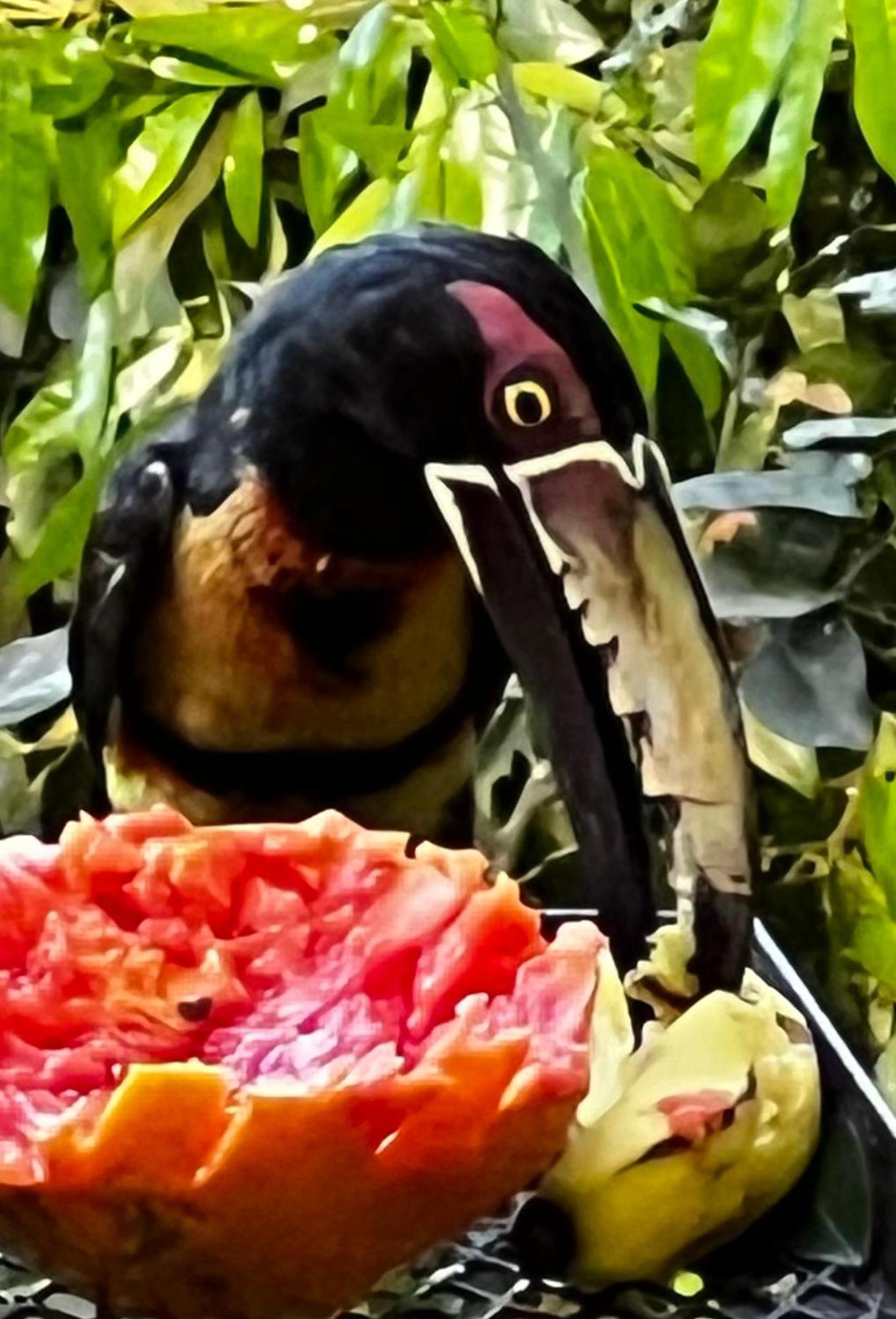 El Valle De Anton La Chachalaca Dış mekan fotoğraf